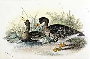 Anser: WHITE-FRONTED GOOSE