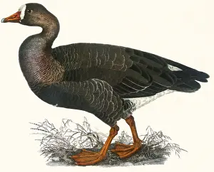 Lizars: White-fronted Goose, Anser albifrons