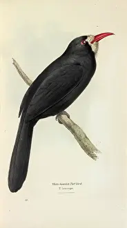 Fronted: White-fronted Nunbird
