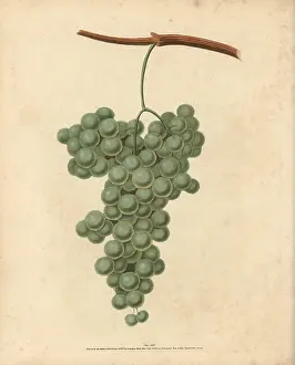 Vitis: White Frontiniac grape, Vitis vinifera
