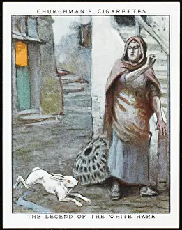 Warn: White Hare of Cornwall
