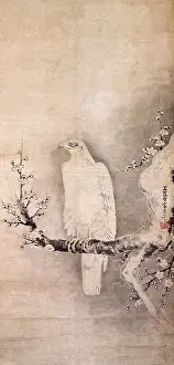 1550s: White Hawk