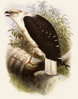 Hawks: White Hawk, Leucopternis albicollis