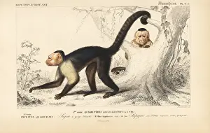 Travies: White-headed capuchin, Cebus capucinus