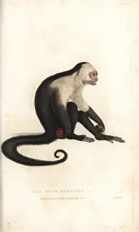 Cebus: White-headed capuchin, Cebus capucinus