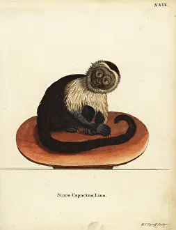 Tyroff: White-headed capuchin monkey, Cebus capucinus