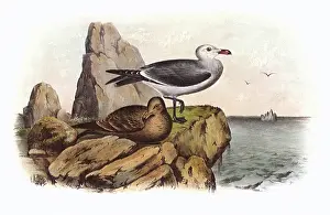 Cassin: White-headed Gull, Larus heermanni