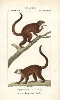 Jean Francois: White-headed lemur, Eulemur albifrons, male