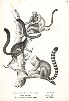 Eulemur: White-headed lemur and ring-tailed lemur
