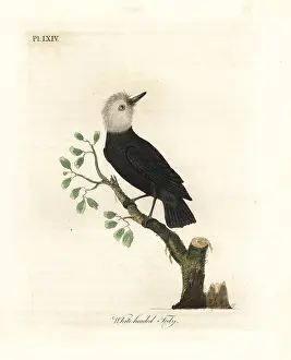 Leucocephalus: White-headed marsh tyrant, Arundinicola leucocephala