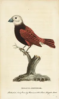 Grosbeak: White headed munia (Malacca grosbeak), Lonchura maja