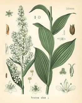 Koehlers: White hellebore, Veratrum album