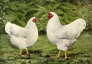 Hens: White Hen and Rooster