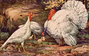 Turkeys: White Holland Turkeys