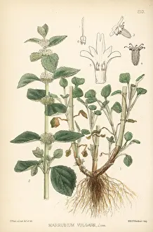 Horehound: White horehound, Marrubium vulgare