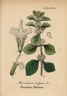 Horehound: White horehound, Marrubium vulgare