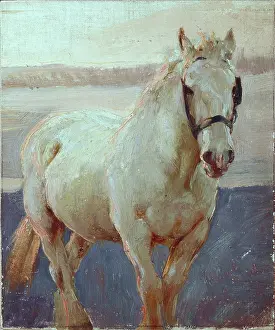 Halter: White horse with halter