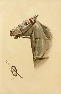 Tack: White horse - tack
