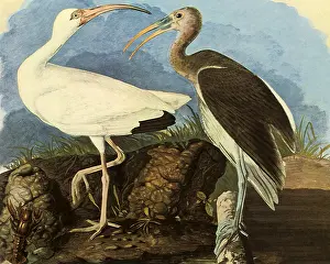 Storks: White Ibis, Eudocimus albus