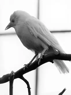 Jackdaw: WHITE JACKDAW