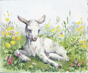 Buttercups: White kid in a field of buttercups