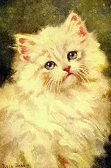 Bebb: White kitten