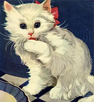 Licking: White Kitten Licking Paw