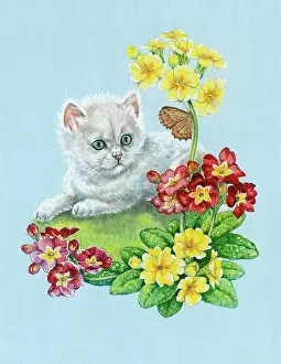 Polyanthus: White Kitten with polyanthus and butterfly