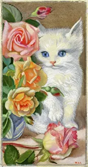 Heda: White Kitten and Roses