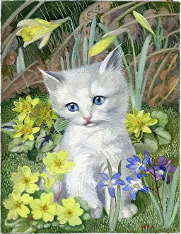 Heda: White Kitten among spring flowers