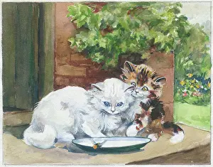 Tortoiseshell: A white kitten and a tortoiseshell kitten