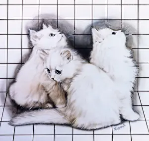 Kits: Three white kittens