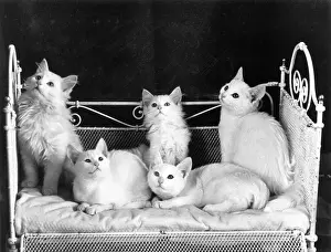 Chinchilla: FIVE WHITE KITTENS