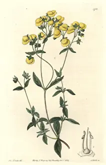 Polifolia: White-leaved slipperwort or capachito, Calceolaria