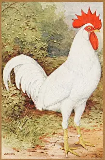 Leghorn: WHITE LEGHORN COCKEREL