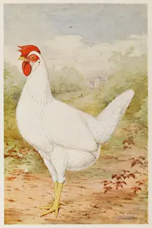 Leghorn: WHITE LEGHORN PULLET