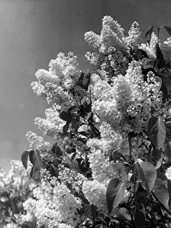 Lilacs: WHITE LILAC
