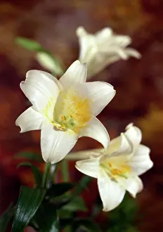 Daglish: White Lilies