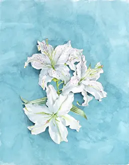 Langlands: Three White Lilies