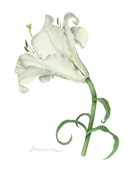 Makroushenka: White Lily