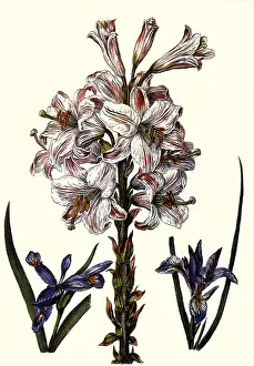Flore: The White Lily Striped with Purple