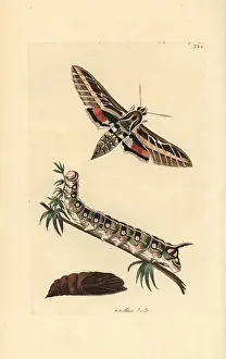 Pupa: White-lined sphinx moth, Hyles lineata, caterpillar and pupa