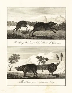 Stedman: White-lipped peccary and collared peccary