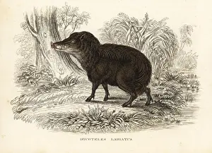 Peccary: White-lipped peccary, Tayassu pecari