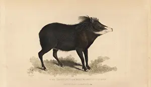 Peccary: White-lipped peccary, Tayassu pecari. Vulnerable