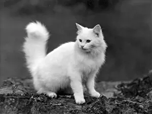 Unspecified: WHITE LONGHAIRED KITTEN