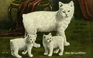 Aug18: White Manx Cat and Kittens