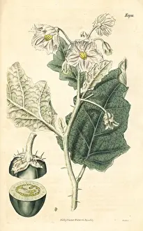 Nightshade: White-margined nightshade, Solanum marginatum