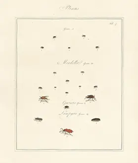 Paradoxa: White-marked spider beetle, whirligig beetle, glow worm, etc