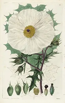 Grandiflora: White Mexican prickly poppy or Large-flowered
